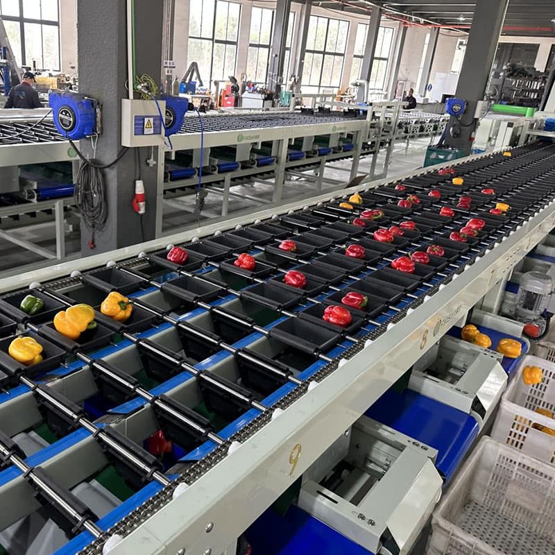 images/1678348570237Pimientos verdes 1.jpg